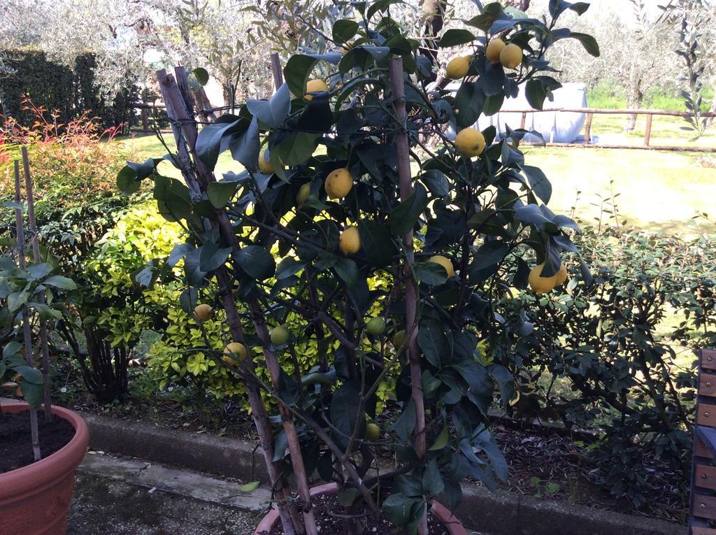 Tenuta Fagnani Λούκα Δωμάτιο φωτογραφία
