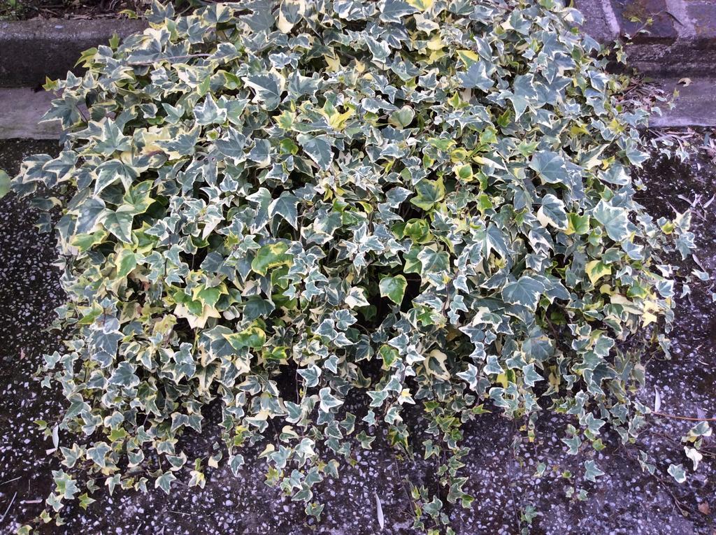 Tenuta Fagnani Λούκα Δωμάτιο φωτογραφία